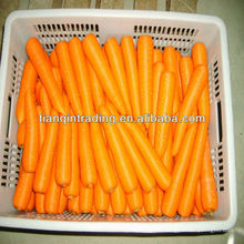 new crop fresh carrot